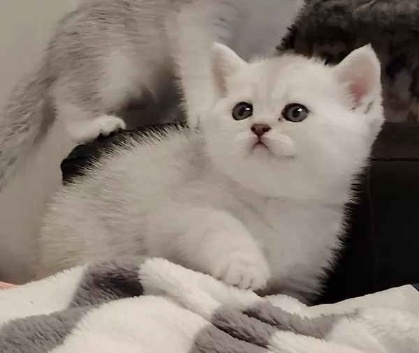 Породистые шотландские котята, большой выбор. 3