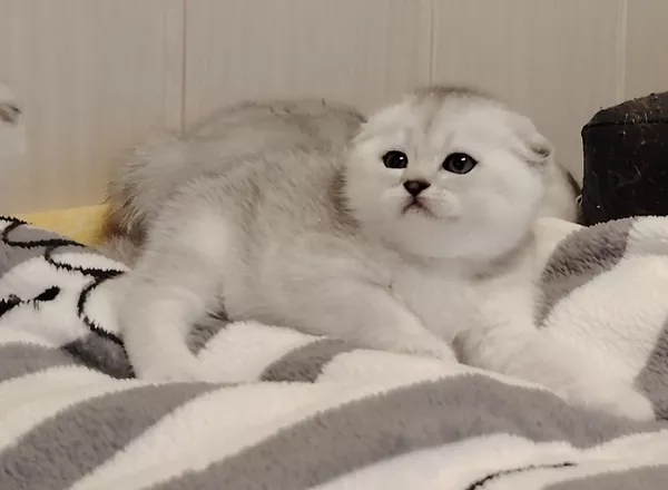 Породистые шотландские котята, большой выбор.