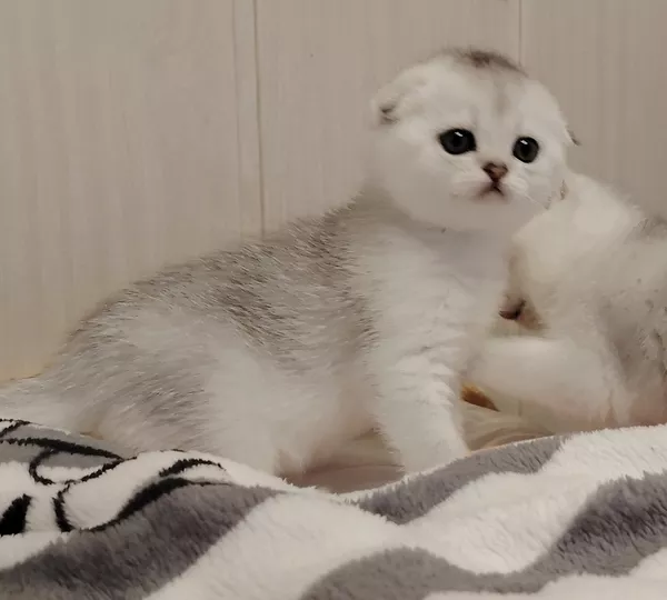 Породистые шотландские котята, большой выбор. 5