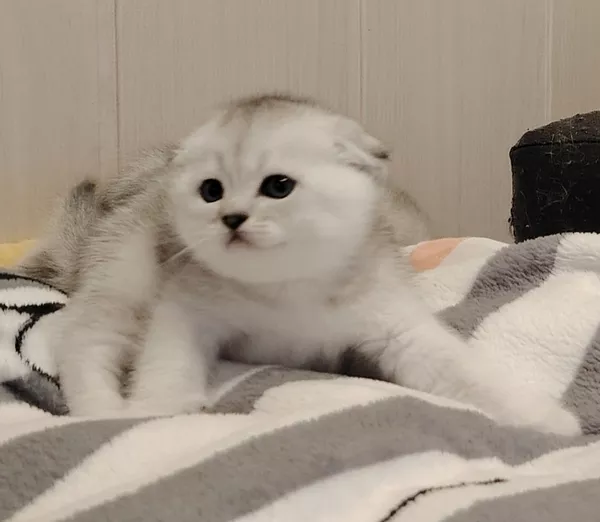 Породистые шотландские котята, большой выбор. 2