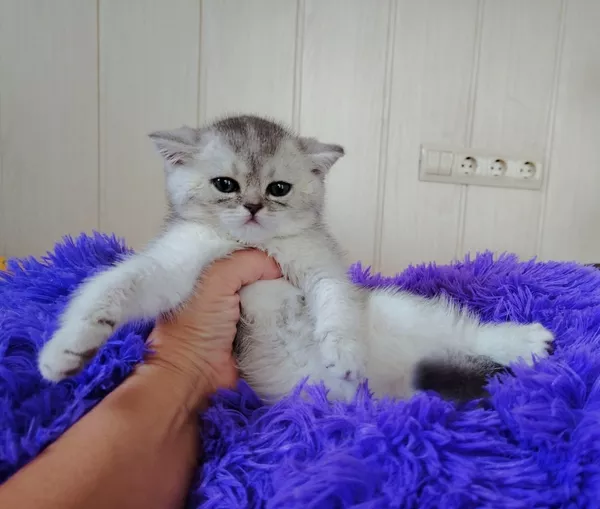 Шотландские прямоухие котята. 2