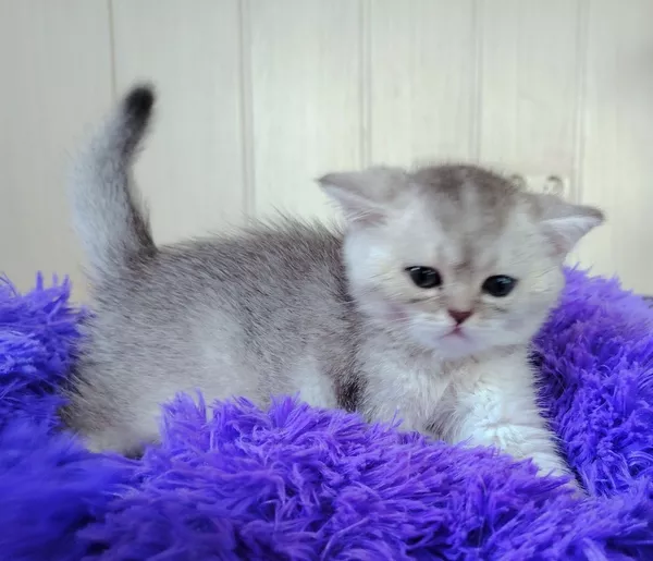 Шотландские прямоухие котята. 3