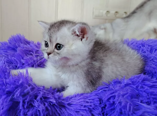 Шотландские прямоухие котята. 4