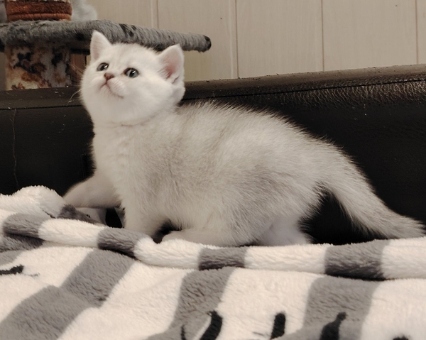 Шотландские прямоухие котята.