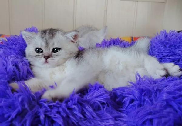 Шотландские прямоухие котята. 6