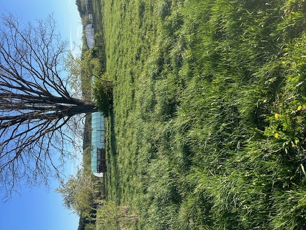 Продам участок земли в деревне Марьяливо 2