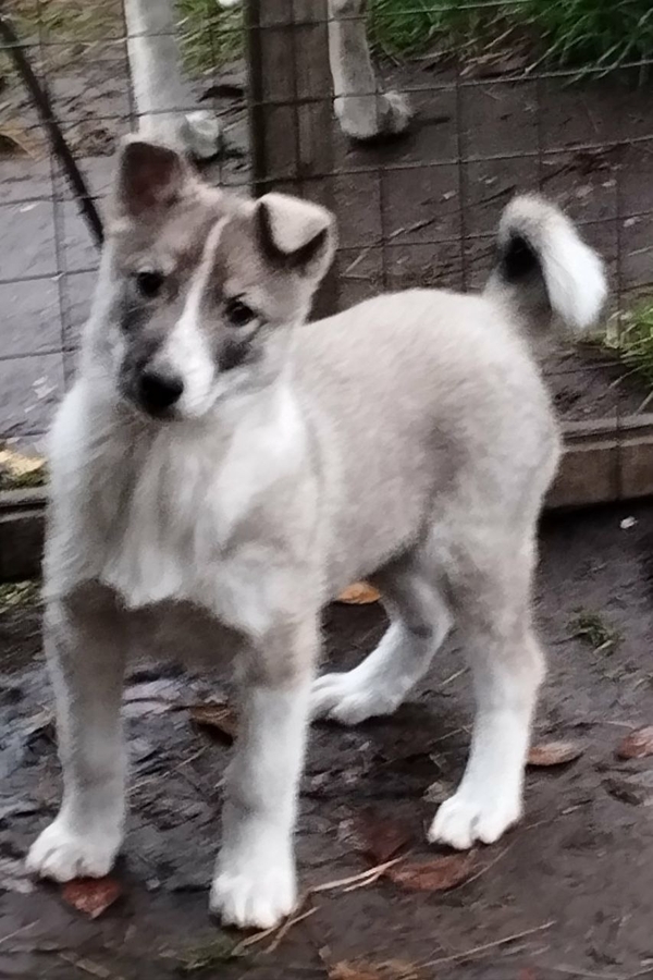 Продаются щенки западно сибирской лайки 2