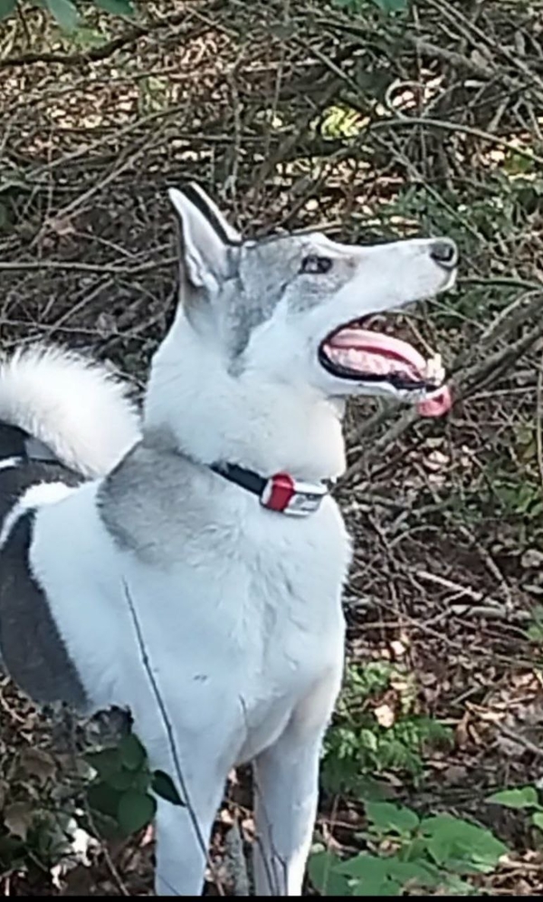 Продаются щенки западно сибирской лайки