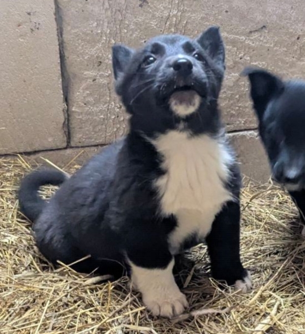 Щенки бесплатно.в добрые ручки. 4