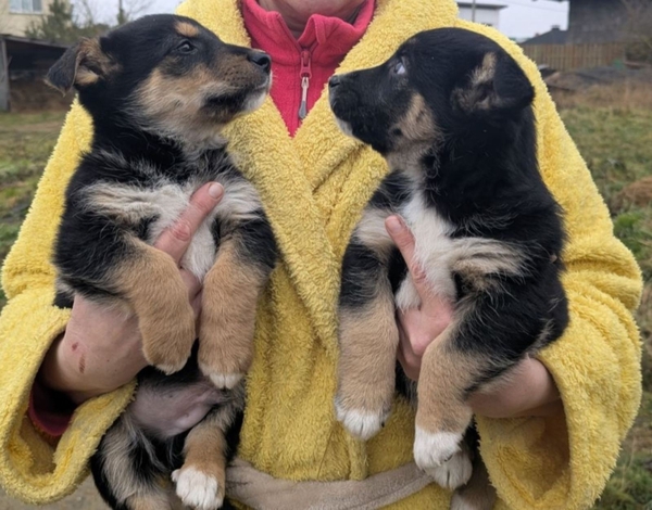 Щенки бесплатно.в добрые ручки. 2