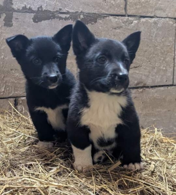 Щенки бесплатно.в добрые ручки.