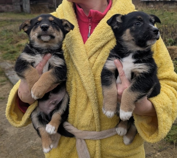 Щенки бесплатно.в добрые ручки. 3