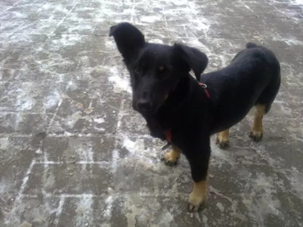 Найдена собака