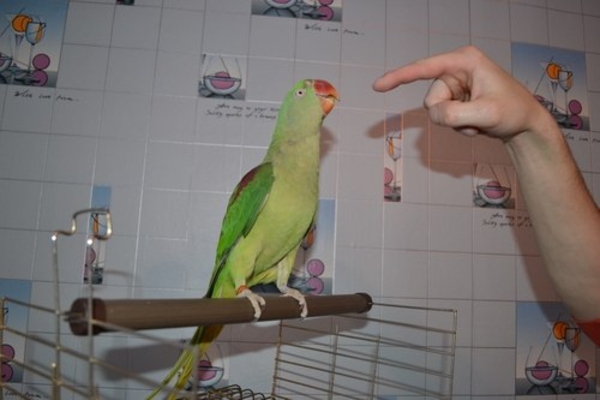 Продам александрийского попугая
