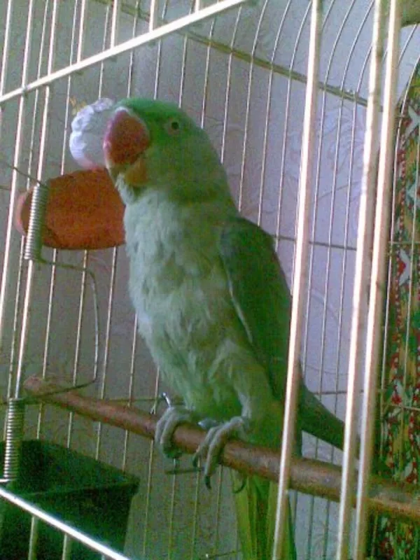 Продам александрийского попугая 4
