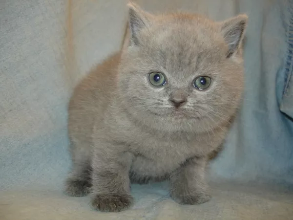 Британские котята-Вислоухие и Прямоухие-лиловый, голубой, чёрный, шоколад 2