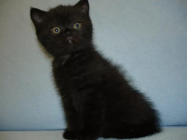 Британские котята-Вислоухие и Прямоухие-лиловый, голубой, чёрный, шоколад 4