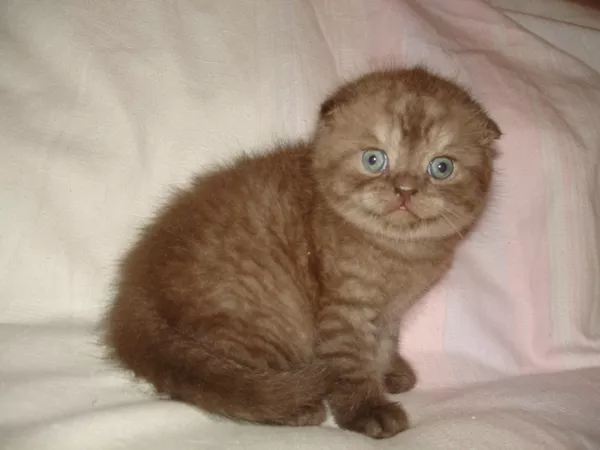 Британские котята-Вислоухие и Прямоухие-лиловый, голубой, чёрный, шоколад 5