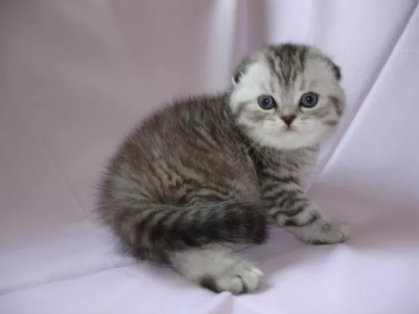 Британские котята-Вислоухие и Прямоухие-лиловый, голубой, чёрный, шоколад 6
