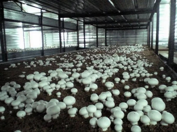 Организация выращивает и реализует свежие грибы шампиньены оптом.     
