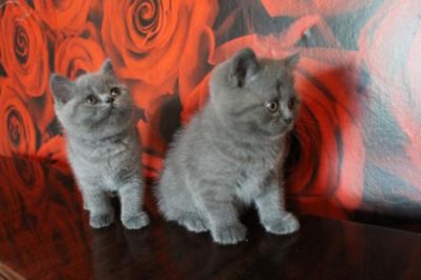 Самые милые британские чистопородные котята!!! (девочка и мальчики) 2