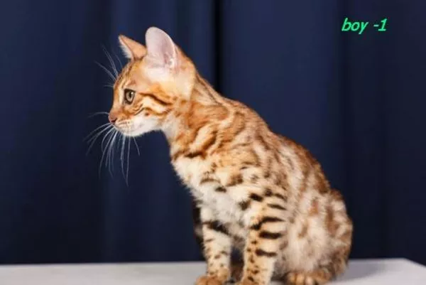 Правильные бенгальские котята из питомника 2