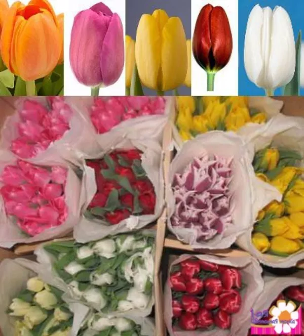 Цветы оптом недорого от производителя 12 разнообразных цветов 4