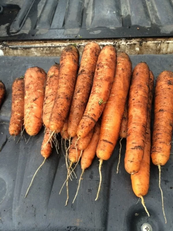 Картофель и морковь оптом 2