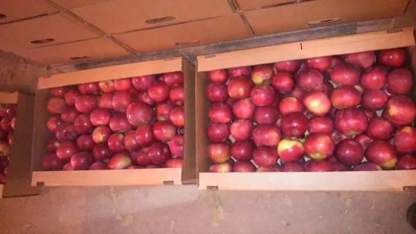 Компания на постоянной основе закупает яблоки (КРАСНЫХ сортов)