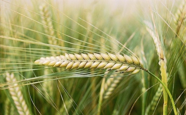 Куплю зерно фуражное (пшеница,  ячмень) от 25т,  самовывоз