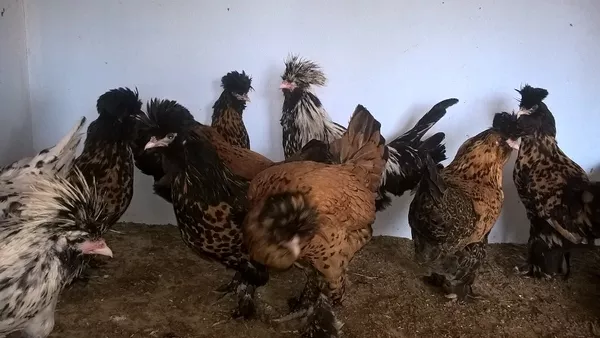 Цыплята редких пород 2