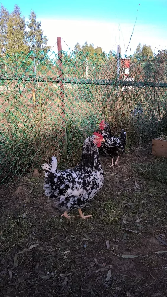 Цыплята редких пород 4