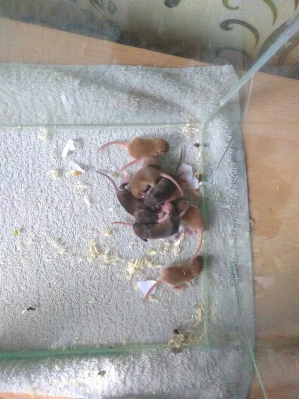 Мышь домашняя 3