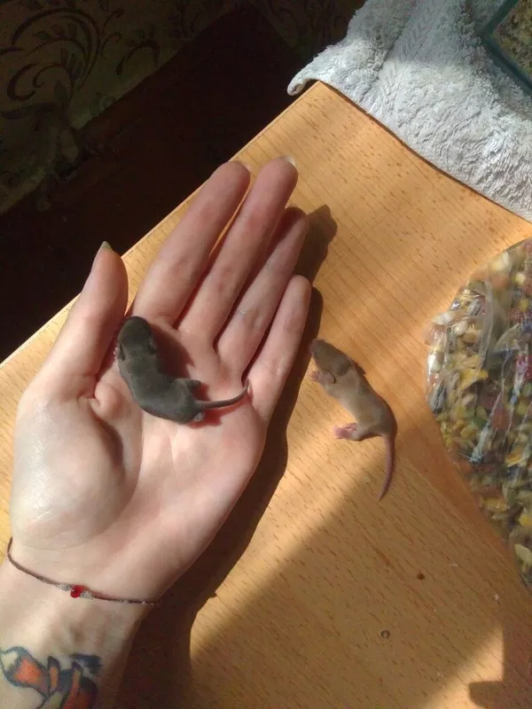 Мышь домашняя 4