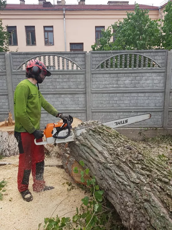 Профессиональное удаление деревьев любой сложности по всей Беларуси 4