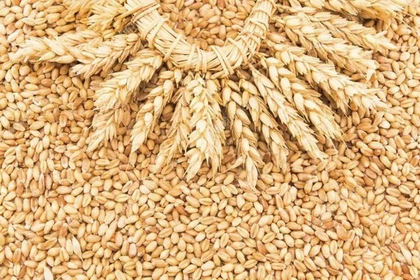 Пшеница продовольственная 4 класса