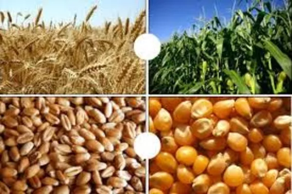 Кукуруза,  пшеница фуражная