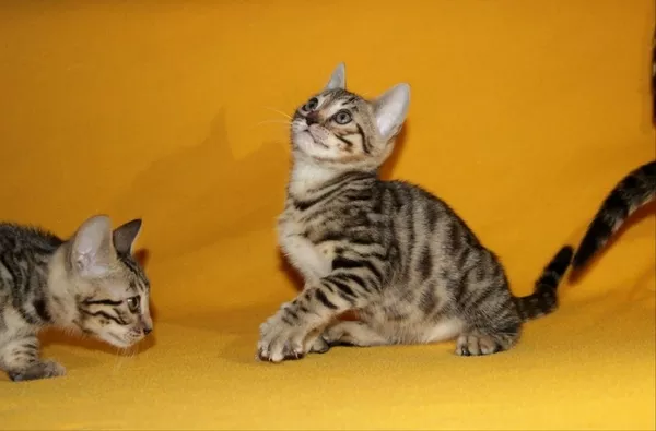 бенгальские котята,  ласковые 4